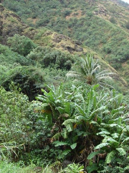 ocieramy się o roślinność doliny #dolina #wyspa #hawaje