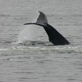 wielorybie wyskoki,