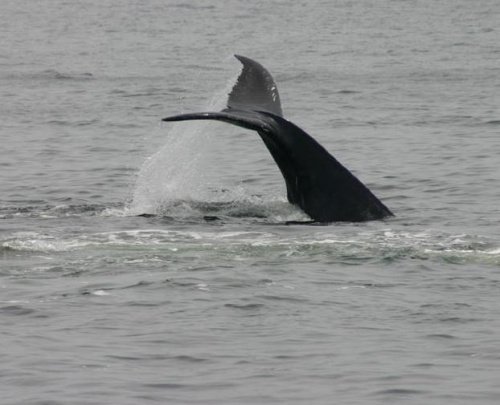 wielorybie wyskoki,
