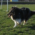 FLUFFY LOVELY ANGEL Hippocampus #Fluffy #collie #lassie