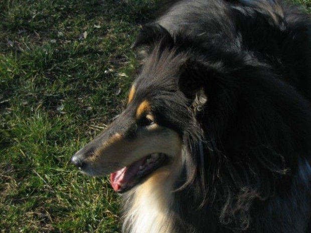 FLUFFY LOVELY ANGEL Hippocampus #Fluffy #collie #lassie