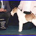 ginger wire fox terrier