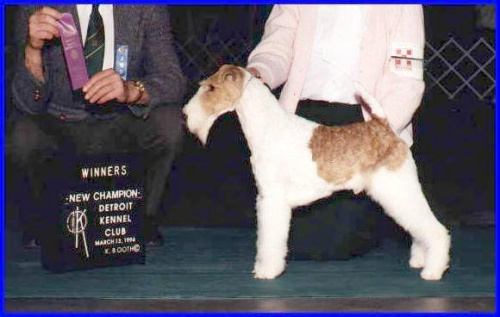 ginger wire fox terrier