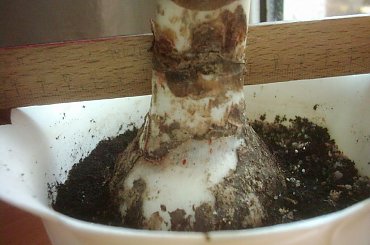 cebulka hippeastrum 1 #AmarylisCebulaKwiat