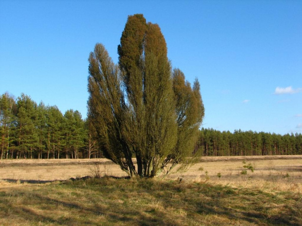 BIG jałowiec dobry na dyngusa :)