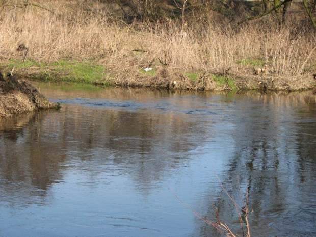 Wiosna na bagnach