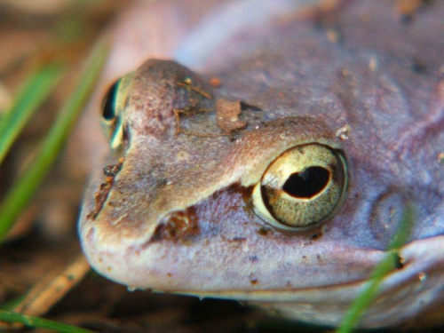 Niebieska żaba w Rezerwacie Piskory #żaba #płaz #płazy