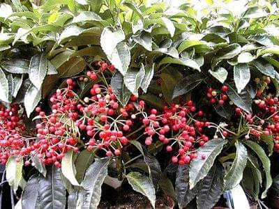 ardisia