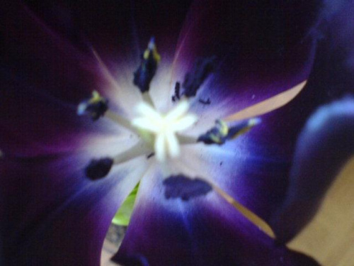 tulipan Agaty