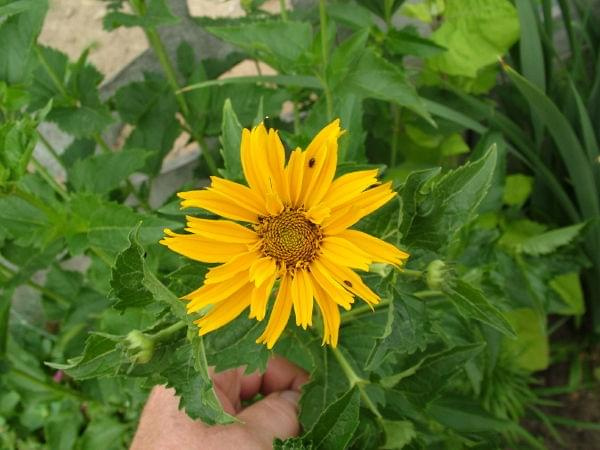 Nachyłek dwubarwny Coreopsis tintctoria nana #kwiaty