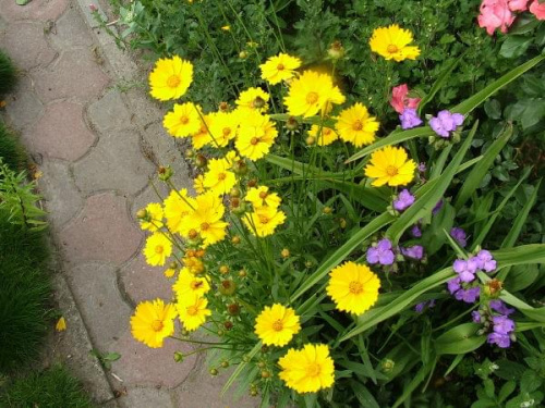 Nachyłek dwubarwny Coreopsis tintctoria nana #kwiaty