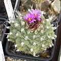 Turbinicarpus alonsoi
