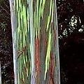 kolorowe eukaliptusy, #drzewa #Hawaje #Oahu