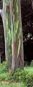 kolorowe eukaliptusy, #drzewa #Hawaje #Oahu