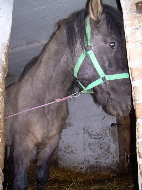 idź już sobie, mam migrenę:))) #koń #konie