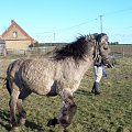 Nawara zbiera sie w sobie do galopu:))) #koń #konie