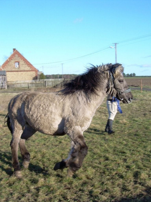 Nawara zbiera sie w sobie do galopu:))) #koń #konie