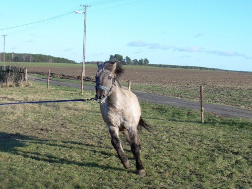 Nawara w czasie treningu:)) #koń #konie