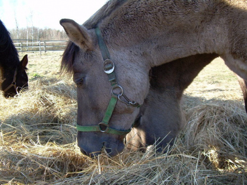 podglądałam jak jadły:))) #koń #konie