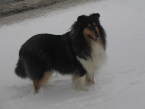 FLUFFY LOVELY ANGEL Hippocampus - 08.02.2007 #collie #fluffy #pies #zima #lessie