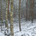 Zima w lesie