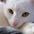 kunowaty #KunaDomowa #KunaKot #kot #kotek #zwierzak #BiałyKunowaty #Kazio #KotKazio #dziwne #śmieszne #BiałeMałe #małe #ślepia #MińskMazowiecki #mińsk