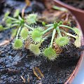 Rosiczka okrągłolistna , Drosera rotundifolia, występuje w Polsce. Narazie jest średnio-ładna bo wychodzi z okresu spoczynku.