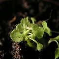 Drosera prolifera.Długo chciałem ją kupić ale udało się dopiero na spotkaniu w Nepenti, to był taki zakup "spod lady", normalnie nie ma jej w sprzedaży.