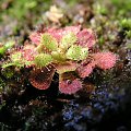 Drosera hamiltonii, wypuszcza młode liście :)