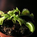 Dionaea muscipula "giant"