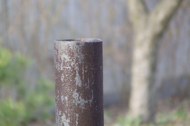 rurka #rura #rurka #zardzewiała #brązowa #ogród #drzewo #dziwne #wystaje #MińskMazowiecki #mińsk