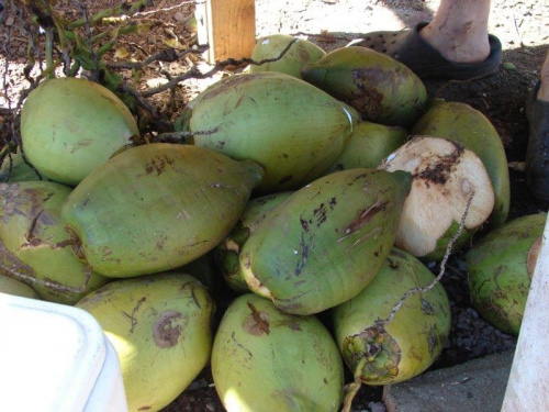 kokosy świeżo zerwane, #wyspa #Maui #Hawaje