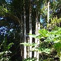 bambusy, #wyspa #Maui #Hawaje #wodospady