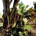 kontemplacja w cieniu drzewa, #papugi #wyspa #Hawaje #Maui #Hana