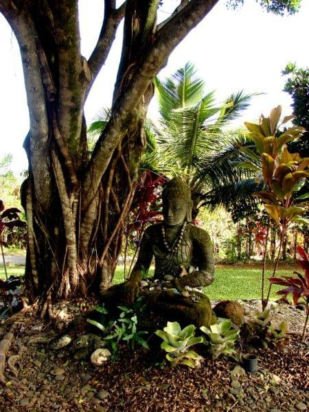 kontemplacja w cieniu drzewa, #papugi #wyspa #Hawaje #Maui #Hana