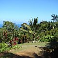 roślinność na każdym kroku Nas zachwyca, #natura #ocean #Hawaje #Maui #Hana