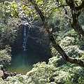 a w zaroślach woda płynie, #papugi #wyspa #Hawaje #Maui #Hana