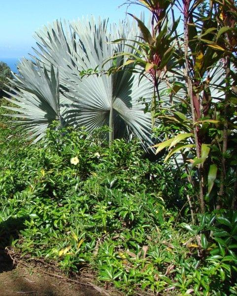 tę palmę już spotykałyśmy, #natura #ocean #Hawaje #Maui #Hana