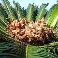 na szczycie palmy, #papugi #wyspa #Hawaje #Maui #Hana