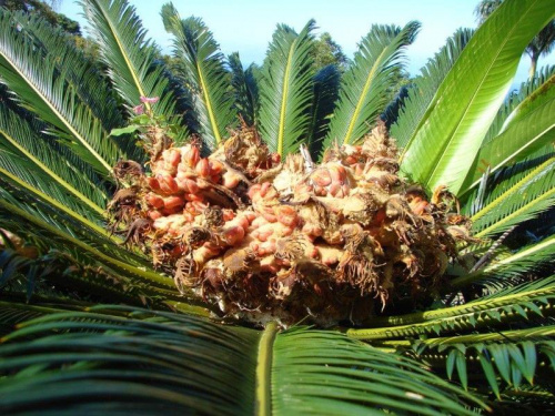 na szczycie palmy, #papugi #wyspa #Hawaje #Maui #Hana