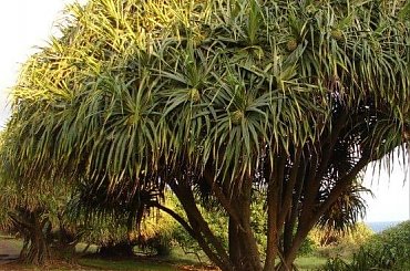 na szczycie spacer alejką z takimi drzewami kolosami, #Hana #droga #Hawaje #Maui #wyspy #egzotyka