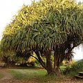 na szczycie spacer alejką z takimi drzewami kolosami, #Hana #droga #Hawaje #Maui #wyspy #egzotyka