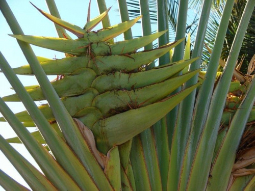 palmy ponad balkony wyrastały, #Hana #Hawaje #Maui #natura #wodospady