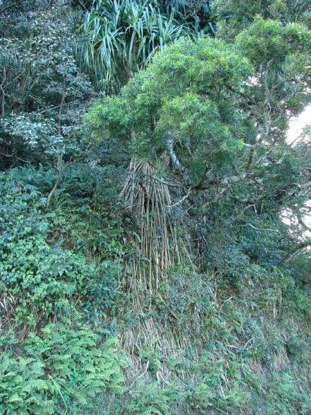 te rośliny wulkaniczne zbocze scalają i zazieleniają, #Hana #droga #Hawaje #Maui #wyspy #egzotyka