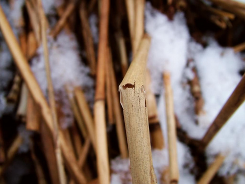 Trzcina... [Śliwka]
