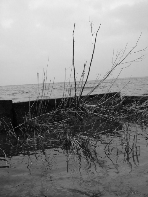 Kępa trzcin... [Śliwka]