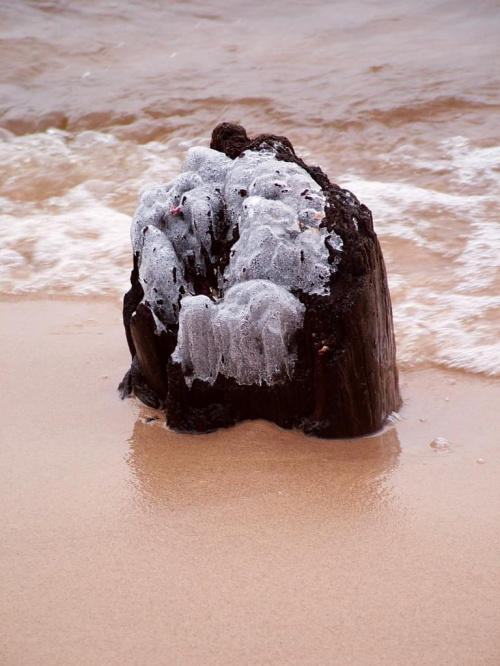 Ten sam szron... [Śliwka]