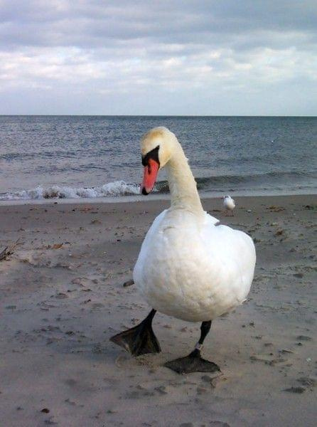 łabądek na plaży