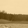 Nad Zalewem... [Śliwka]