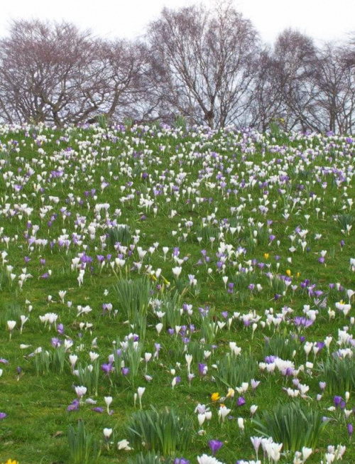 by tak było w naszym parku - Koluszki #wiosna #Koluszki